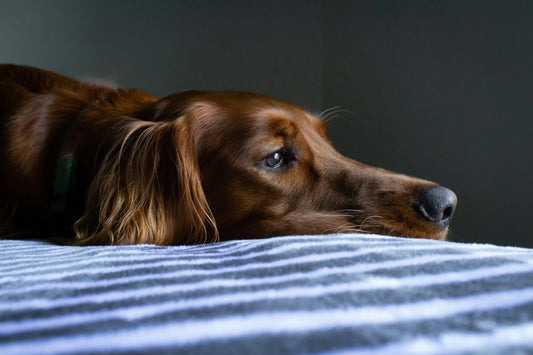 A dog with a sad expression