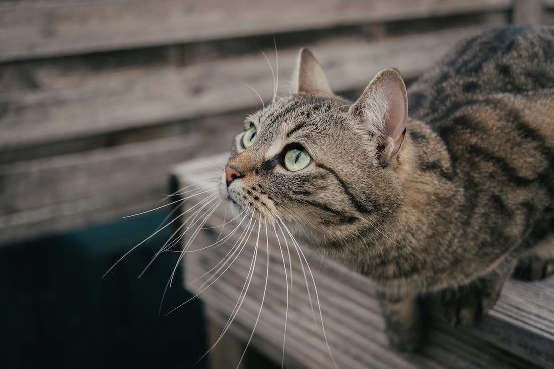 Tabby cat