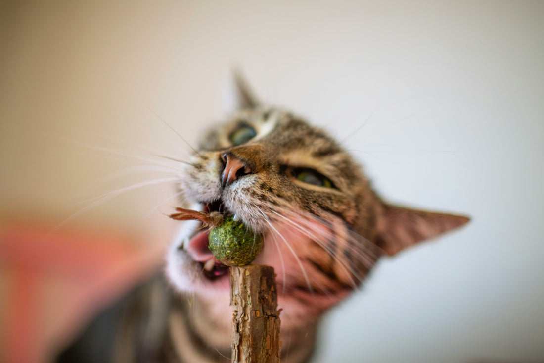 Cat eating catnip