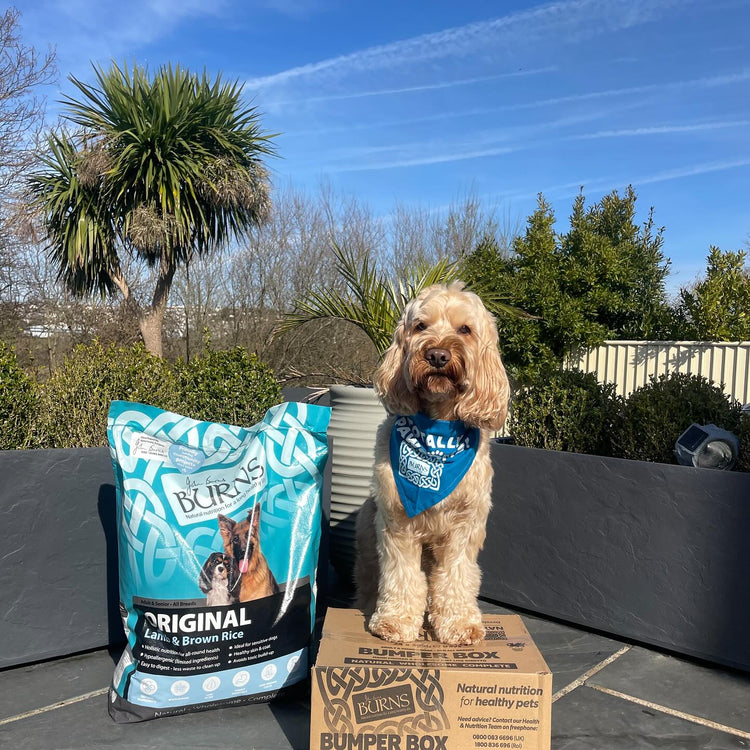 Dry Dog Food