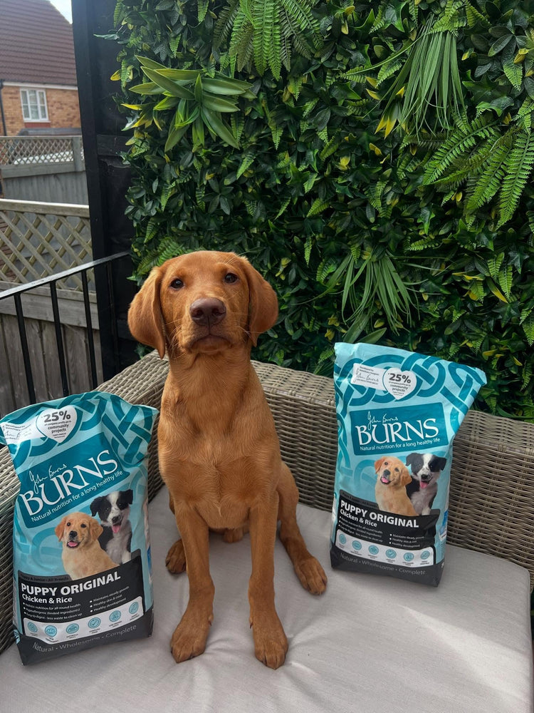 Puppy Food