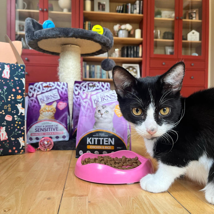 Kitten Food