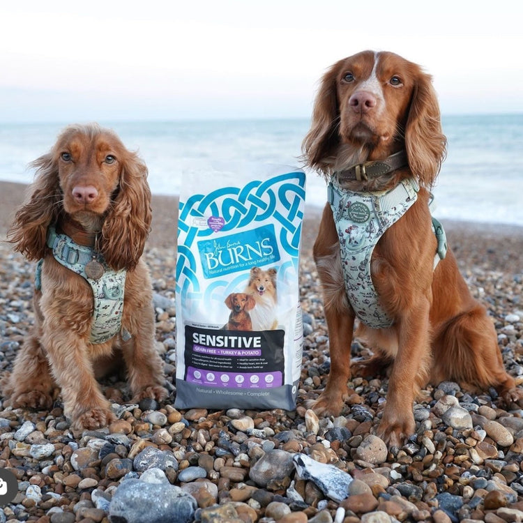 Adult Dog Food