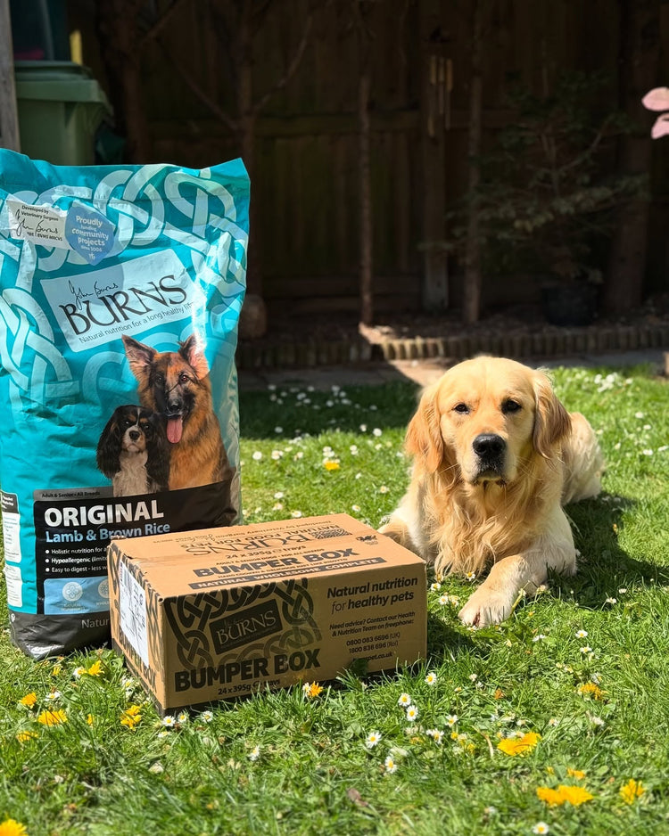 Shop All Dog Food