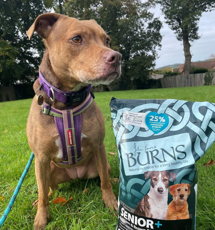 Senior Dog Food