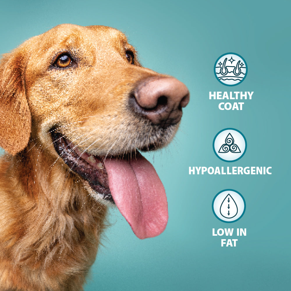 Hypoallergenic Mixer Dry Dog Food Burns Pet Nutrition