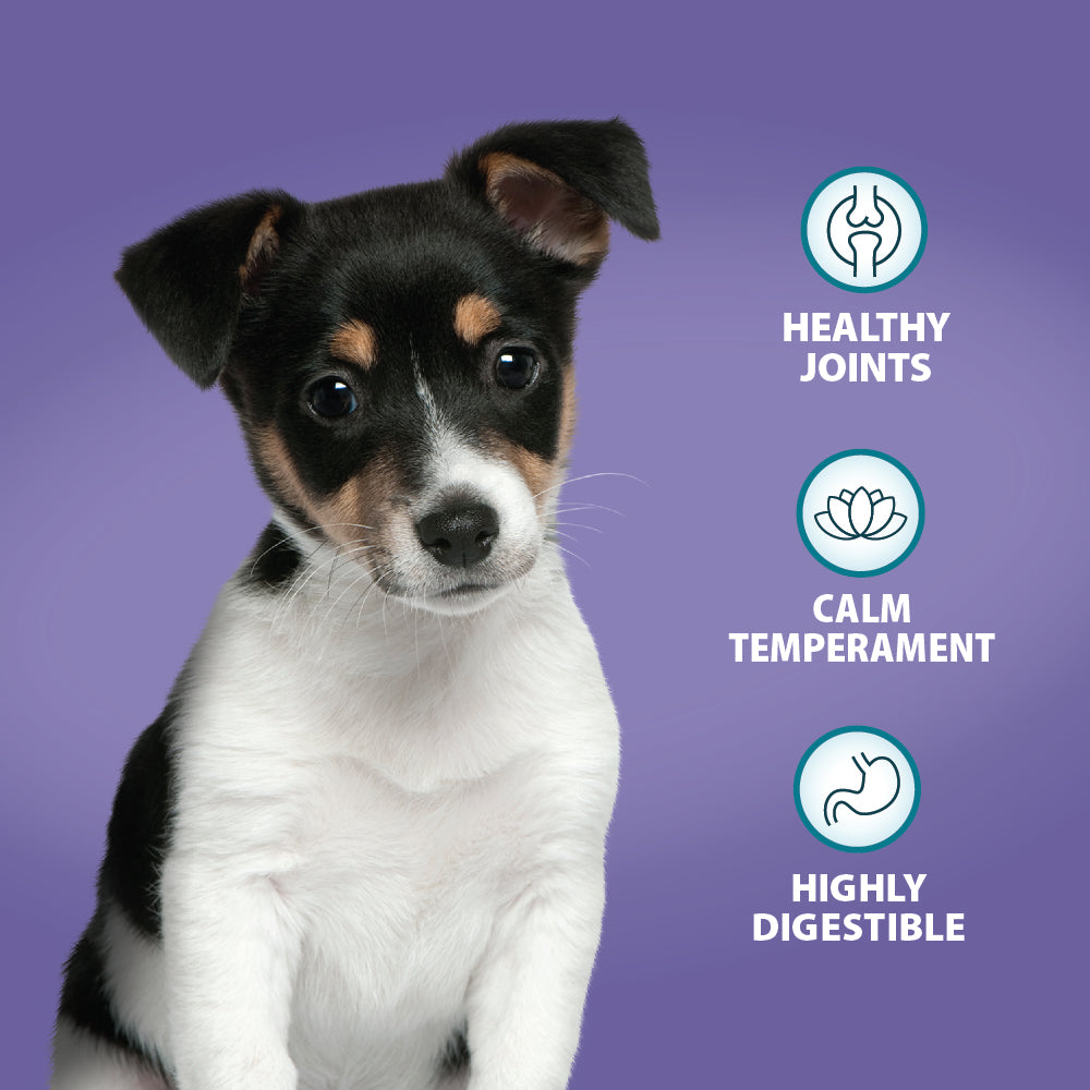 Puppy Mini Chicken & Rice Dry Dog Food Burns Pet Nutrition