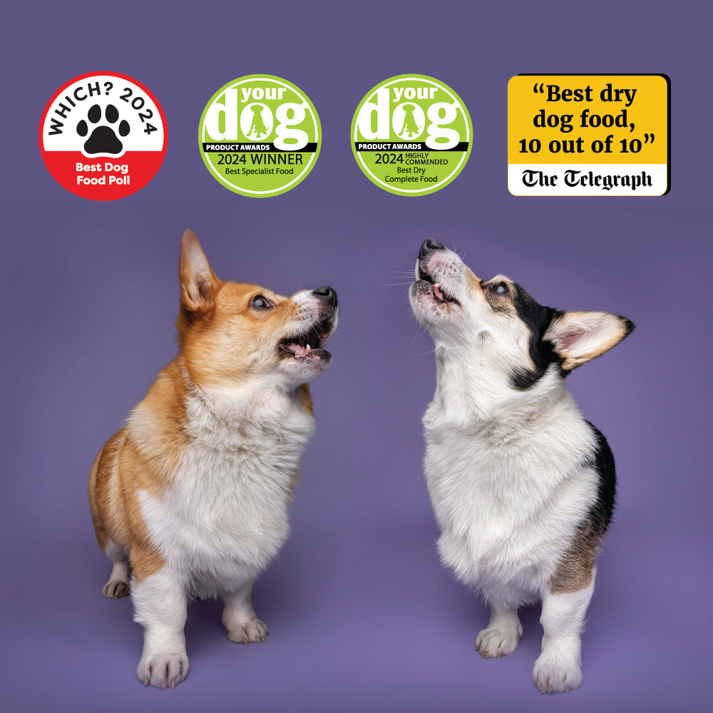 Sensitive Fish & Wholegrain Maize Dry Dog Food Burns Pet Nutrition