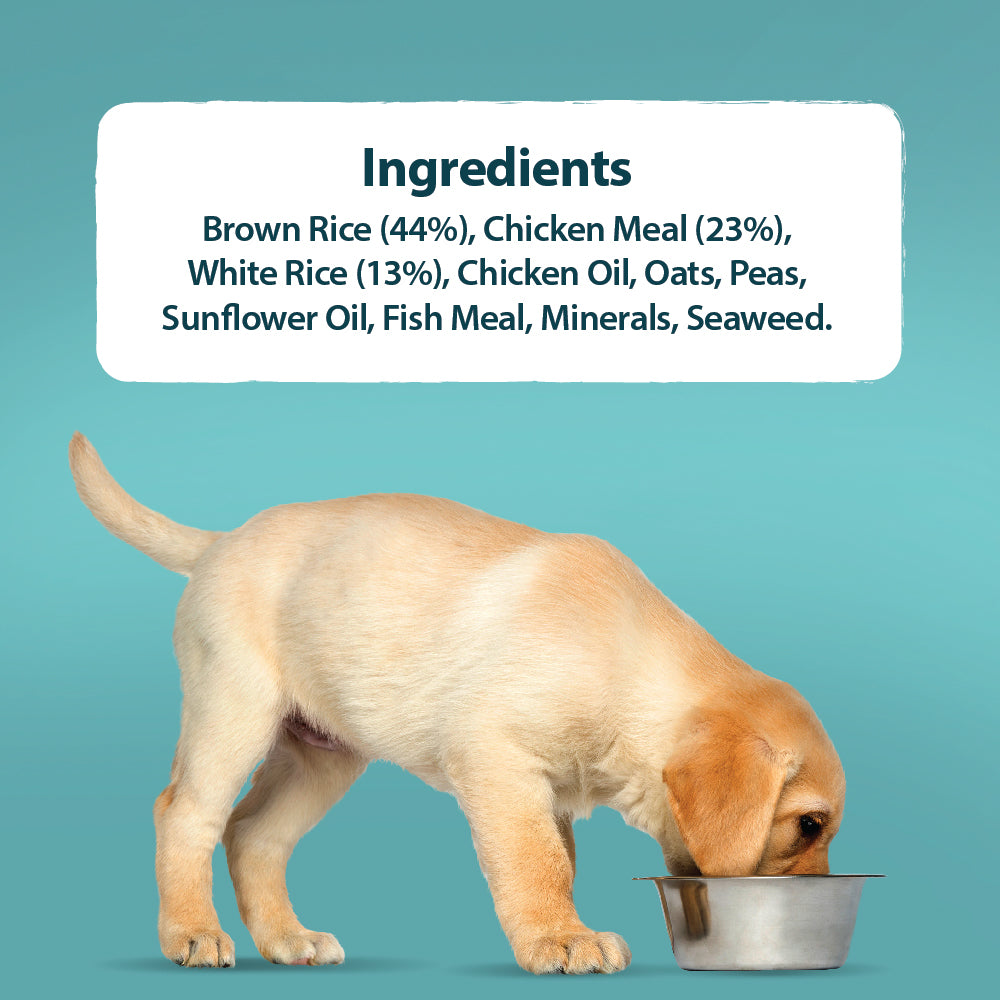 Puppy Mini Chicken & Rice Dry Dog Food Burns Pet Nutrition