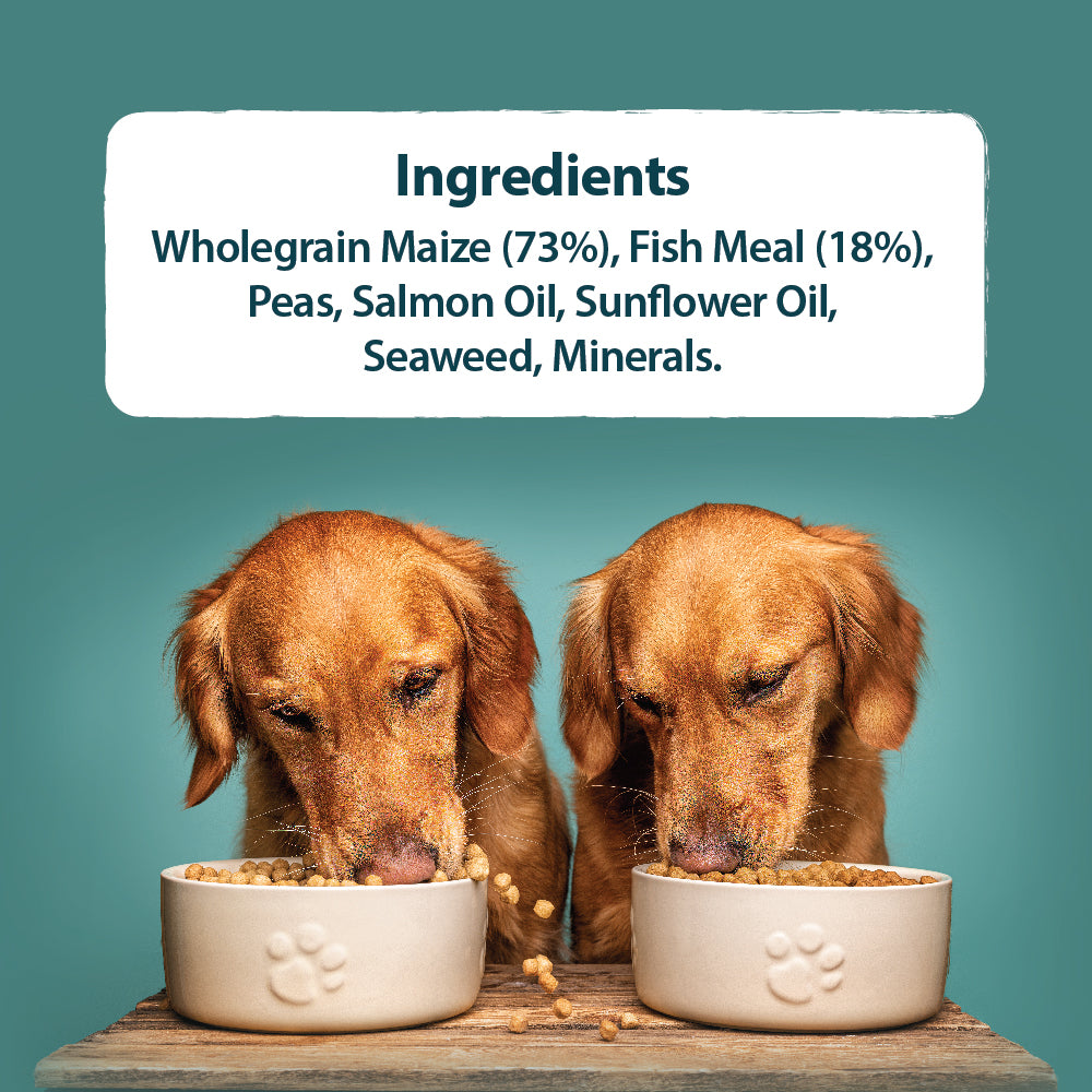 Sensitive Fish & Wholegrain Maize Dry Dog Food Burns Pet Nutrition