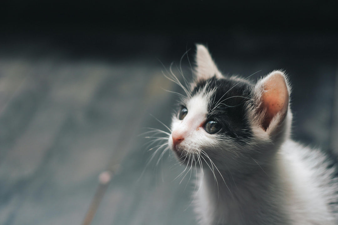 Close-up of a black and white kitten