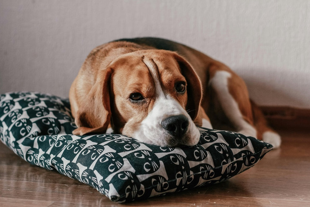Dog lying on a patterned dog bed with a neutral background